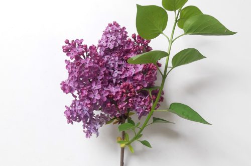 Printemps de la vérité